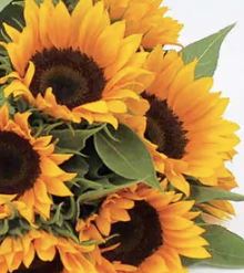 SunFlower Select By Case